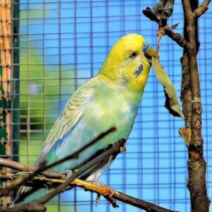 Styrian Rainbows + Spangles Styrian Rainbows + Spangles