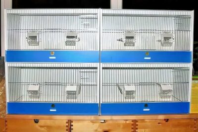 Zuchtboxen Zuchtboxen