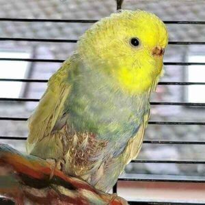 Krankheiten bei Wellensittichen Krankheiten bei Wellensittichen