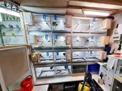 Vogelzucht Meinke Vogelzucht Meinke