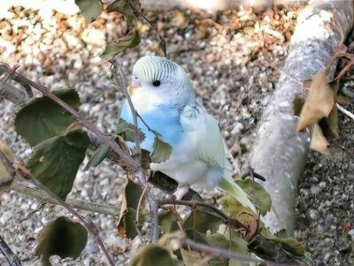 ks-vogelzucht ks-vogelzucht