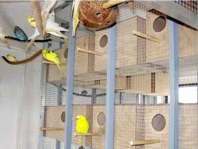 Zuchtboxen Zuchtboxen