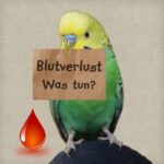 Blutverlust Blutverlust