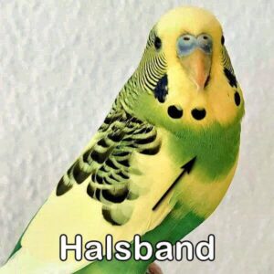Halsbandschecke (Gr&uuml;nreihe)