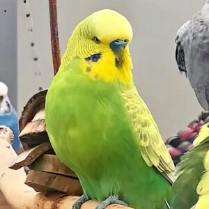 Hellfl&uuml;gel