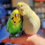 Partnervogel Partnervogel