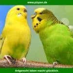 Vorstellung der Webseite Pizpon.de