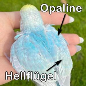 Rainbow (Hellfl&uuml;gel & Opalin)