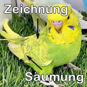 Spangle (Gr&uuml;nreihe)