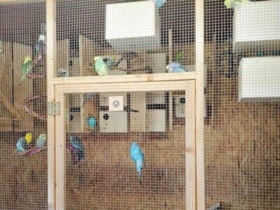 Nistkästen Nistkästen