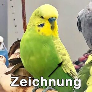 Hellfl&uuml;gel (Gr&uuml;nreihe)