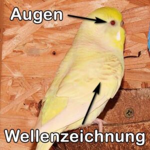 Lacewing (Gr&uuml;nreihe)
