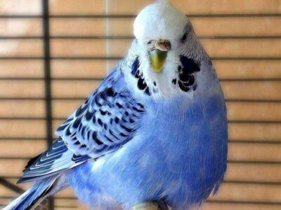 Fehl- und Mangelernährung Fehl- und Mangelernährung