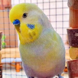 Vogelwelt Althans Vogelwelt Althans