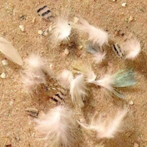 Federstaub in der Raumluft Federstaub in der Raumluft