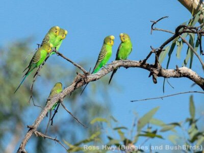 Wellensittiche in Australien