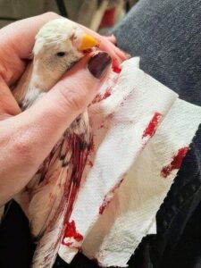 Blutung &uuml;berpr&uuml;fen