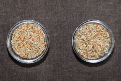 Welli-Fit - Vergleich