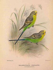 Melopsittacus undulatus Melopsittacus undulatus