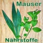 Nährstoffe für die Mauser von Wellensittichen
