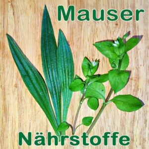 Nährstoffe für die Mauser Nährstoffe für die Mauser