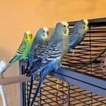 Das pfiffige Welli-Quartett