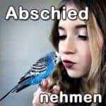 Gastbeitrag: Abschied von Wellensittichen nehmen