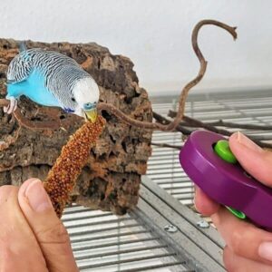 Clickertraining mit Wellensittich