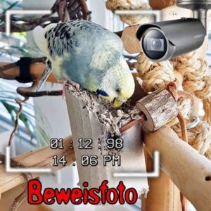 Beweisfoto