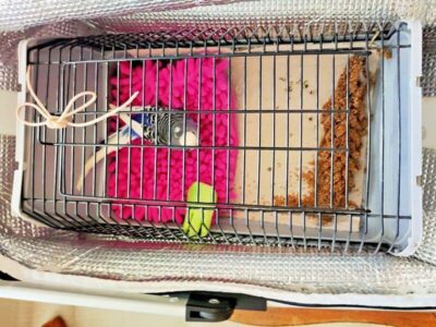 Ankunft im Reisekäfig