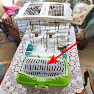 Elli in der Transportbox