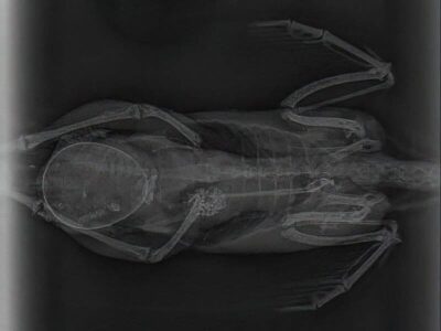 Gebührenordnung für Tierärzte Gebührenordnung für Tierärzte