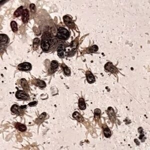 Rote Vogelmilbe Rote Vogelmilbe