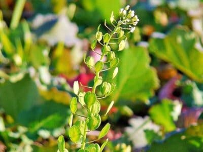 Acker-Hellerkraut Acker-Hellerkraut