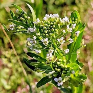 Blüten des Acker-Hellerkrautes