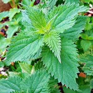 Blätter der Brennnessel