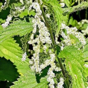 Blüten der Brennnessel