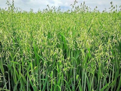 Echter Hafer Echter Hafer