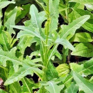 Blätter der Gänsedistel