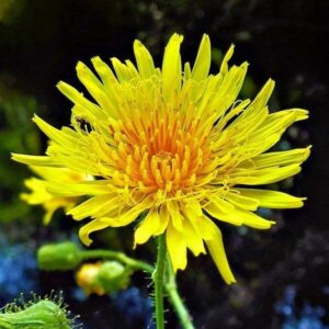 Blüte der Gänsedistel