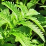 Bl&auml;tter des G&auml;nsefingerkraut