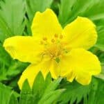 Bl&uuml;te des G&auml;nsefingerkraut