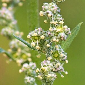 Blüten des Gänsefußes