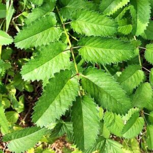 Blätter des Wiesenknopf