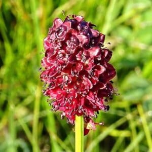 Blüten des Wiesenknopf