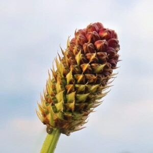 Samen des Wiesenknopf