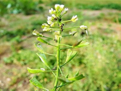 Hirtentäschel Hirtentäschel