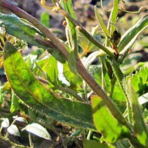 Blätter des Hirtentäschel