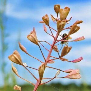 Samen des Hirtentäschel