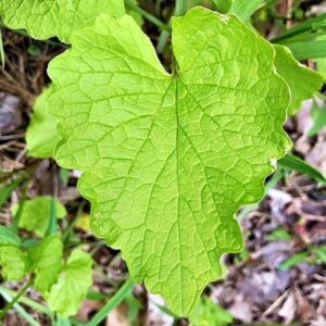 Blätter der Knoblauchsrauke